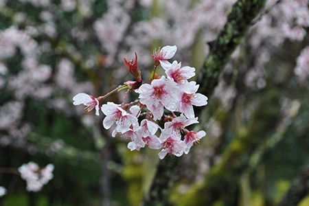 桜写真