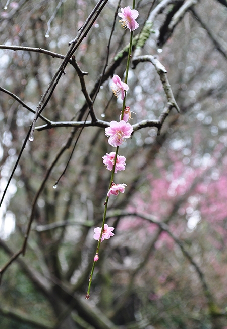 桜写真