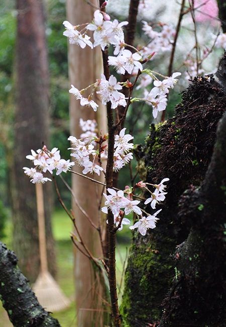 桜写真