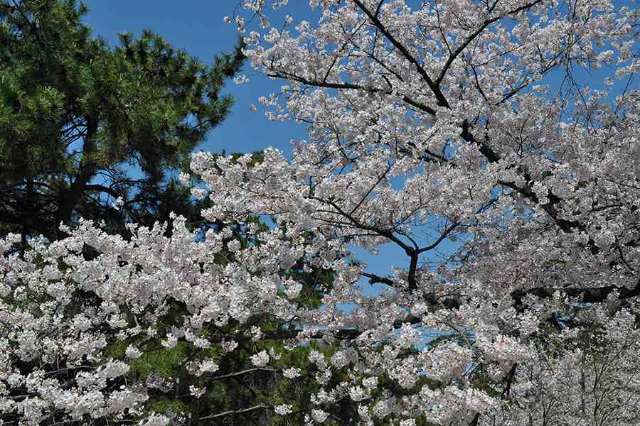 桜写真