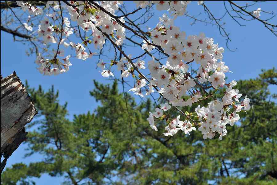 桜写真