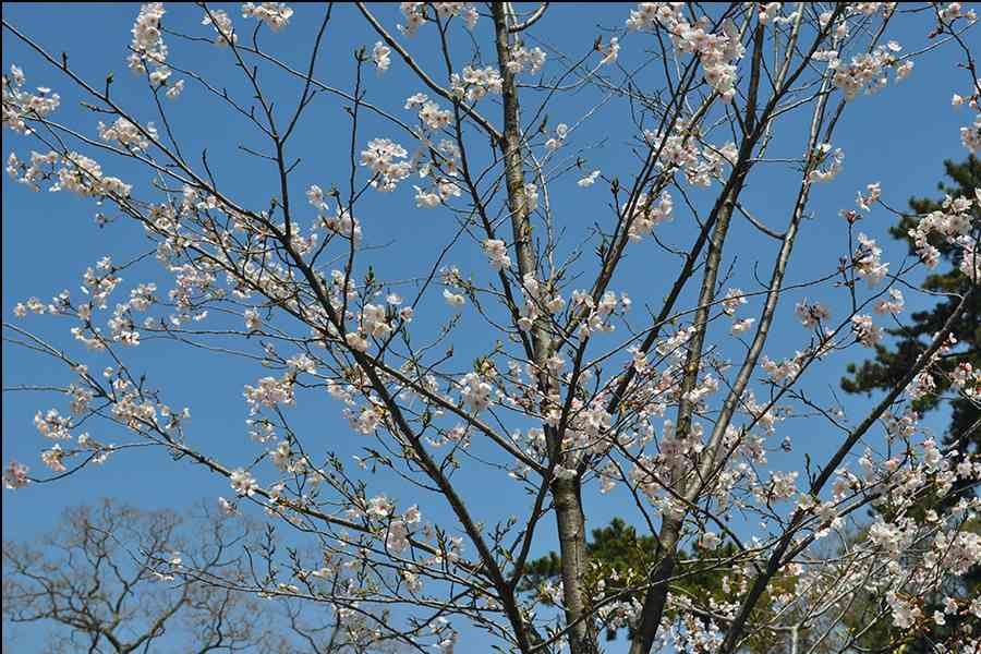 桜写真