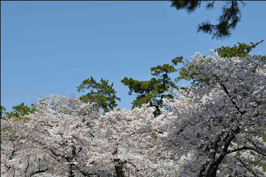 桜写真