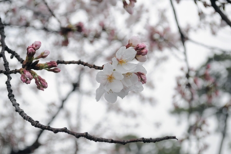 桜写真