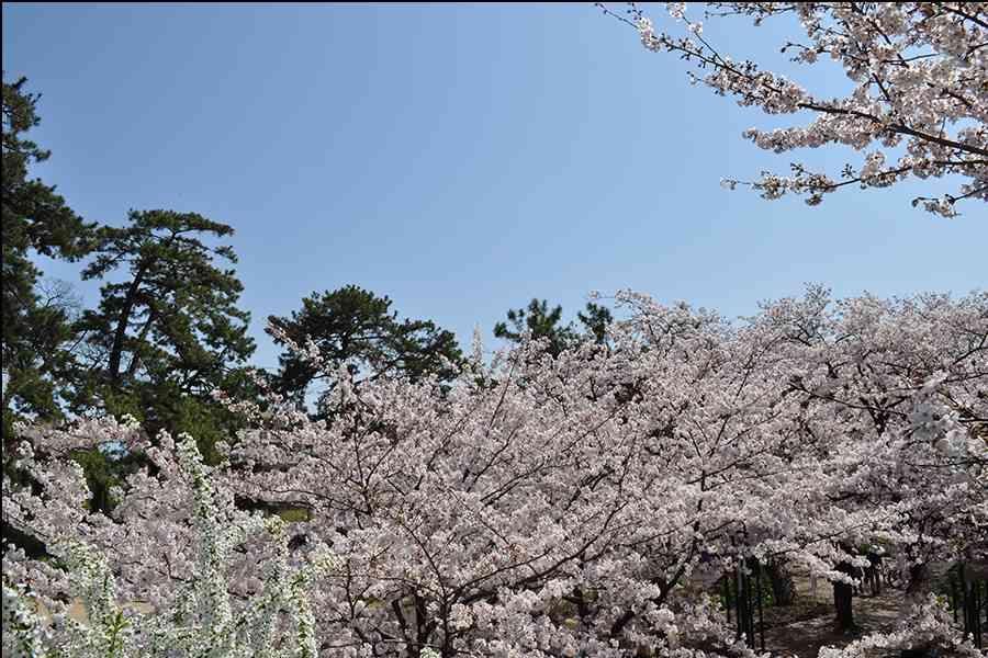 桜写真