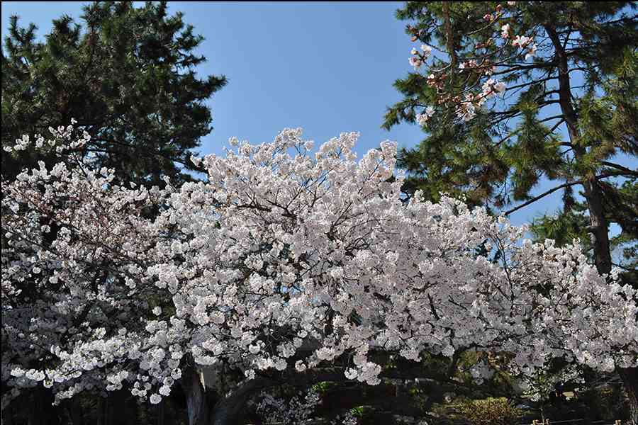 桜写真