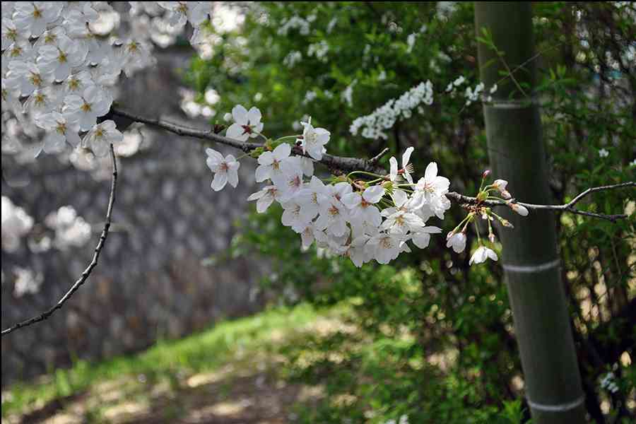「蒼天の桜」桜写真三