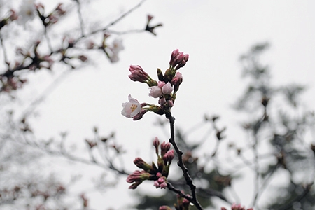 桜写真