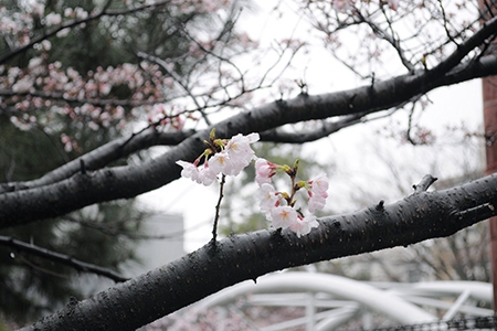 桜写真