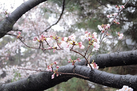 桜写真