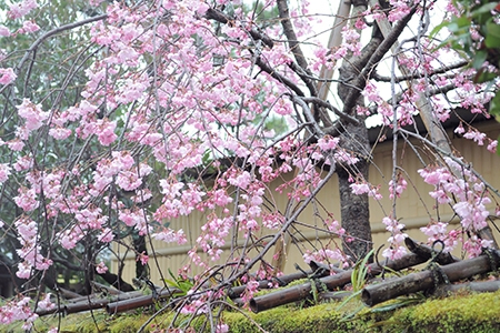 桜写真