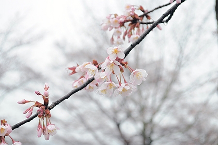 「桜と春雨」桜写真二