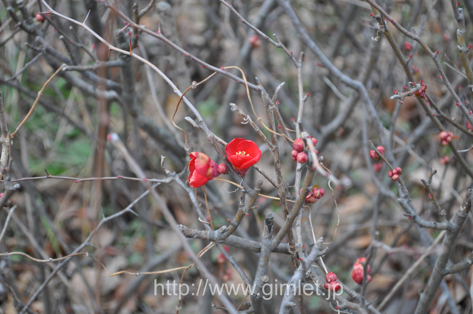 紅梅写真12