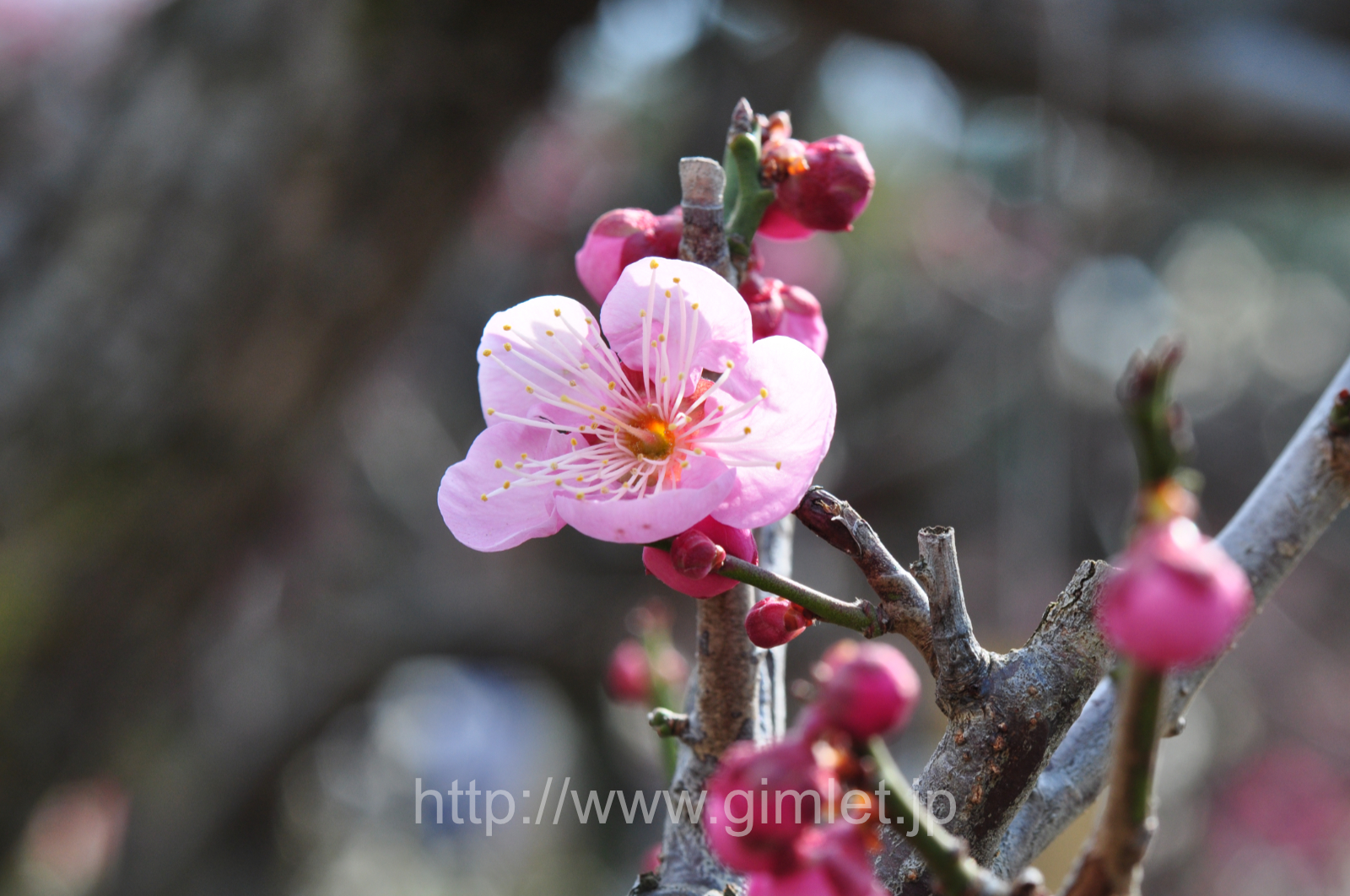 「紅梅」梅花写真一