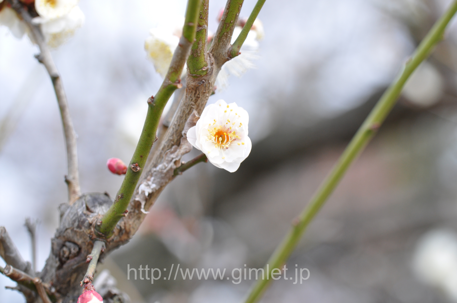 「白梅」梅花写真二