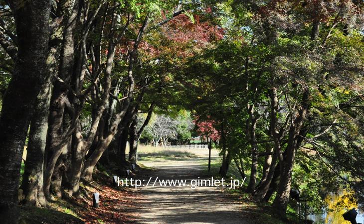 大覚寺〜時代劇京都ロケ地写真